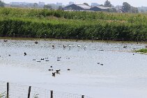 IMG_1951 null