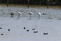 IMG_1952 null