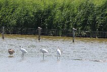 IMG_1953 null