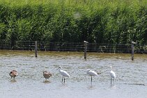 IMG_1954 null