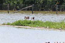 IMG_1955 null