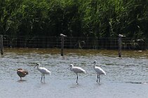 IMG_1956 null