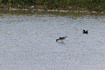 IMG_1963 null