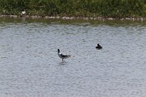 IMG_1964 null