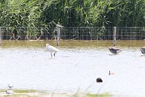 IMG_1966 null