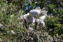 IMG_1533 null