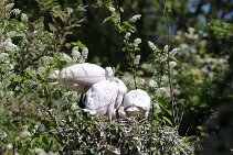 IMG_1544 null