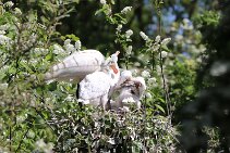 IMG_1545 null