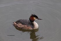 Watervogel de Fuut null