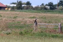 IMG_2055 null