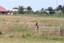 IMG_2058 null