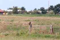 IMG_2059 null