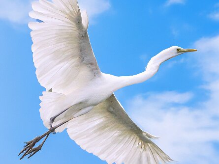 Woudse Polder
